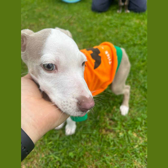 Photo of Peaches