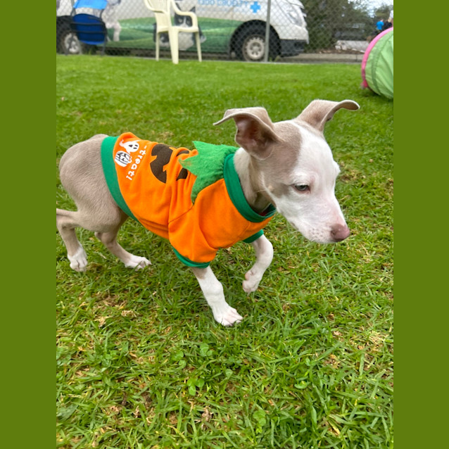 Photo of Peaches