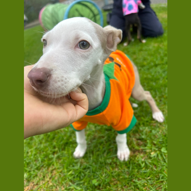 Photo of Peaches