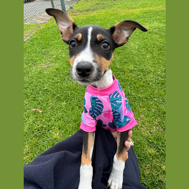 Photo of Nala