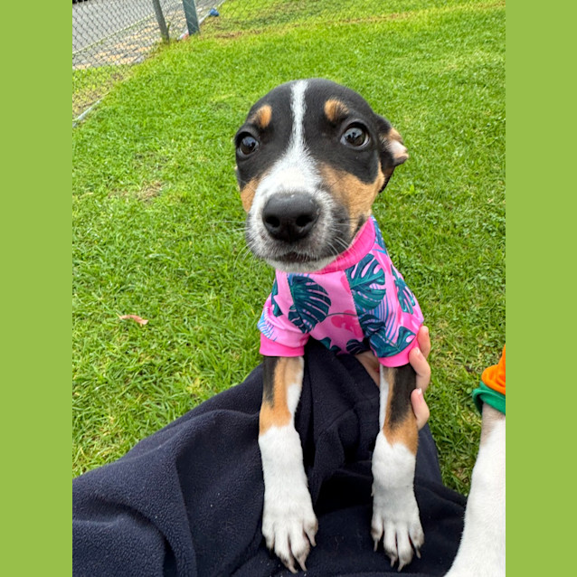 Photo of Nala