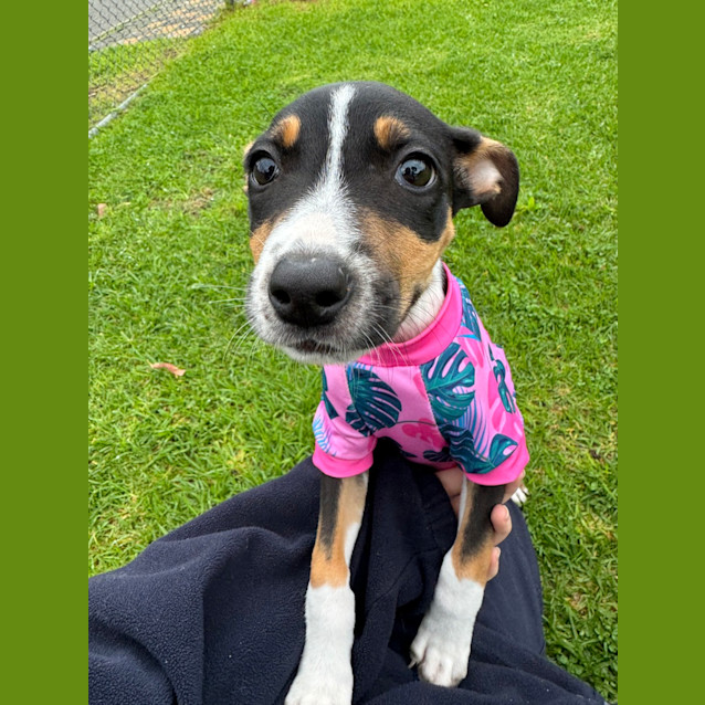 Photo of Nala