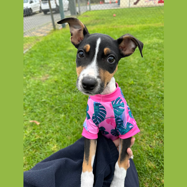 Photo of Nala