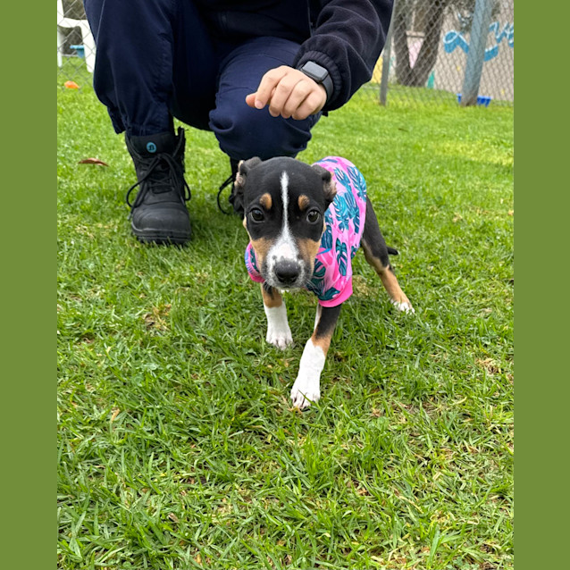 Photo of Nala