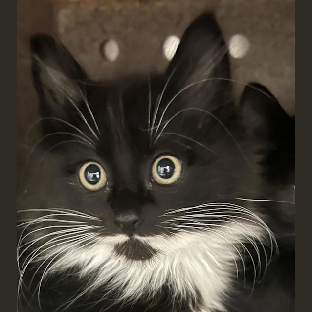 Photo of Tom Selleck