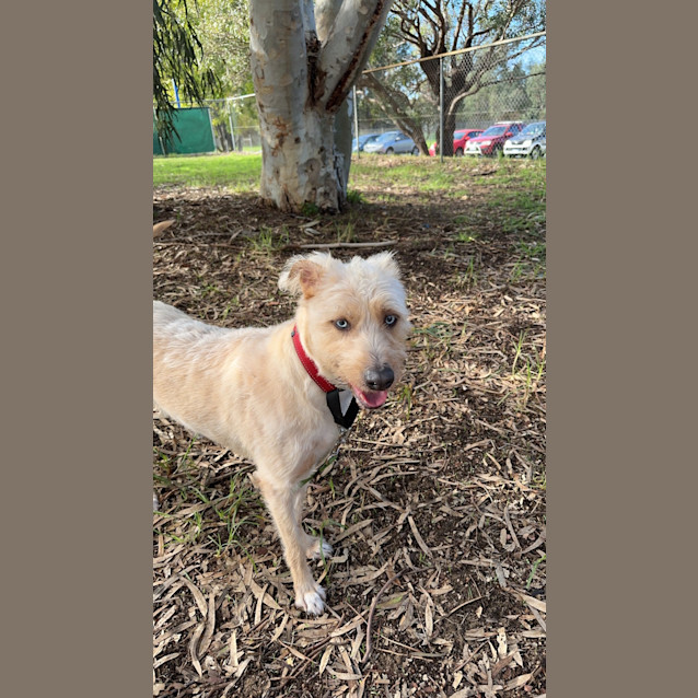 Photo of Blue