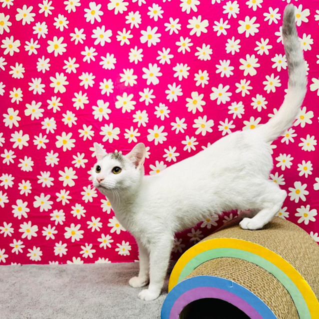Photo of Curly   Located In Keilor 