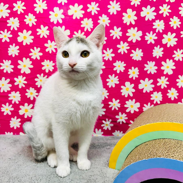 Photo of Curly   Located In Keilor 