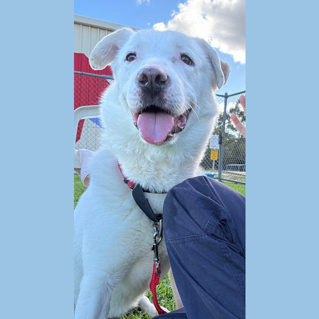Photo of Lucky