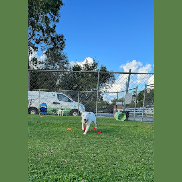 Photo of Lucky