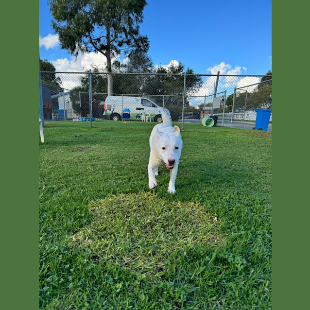 Photo of Lucky