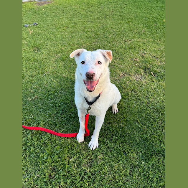 Photo of Lucky