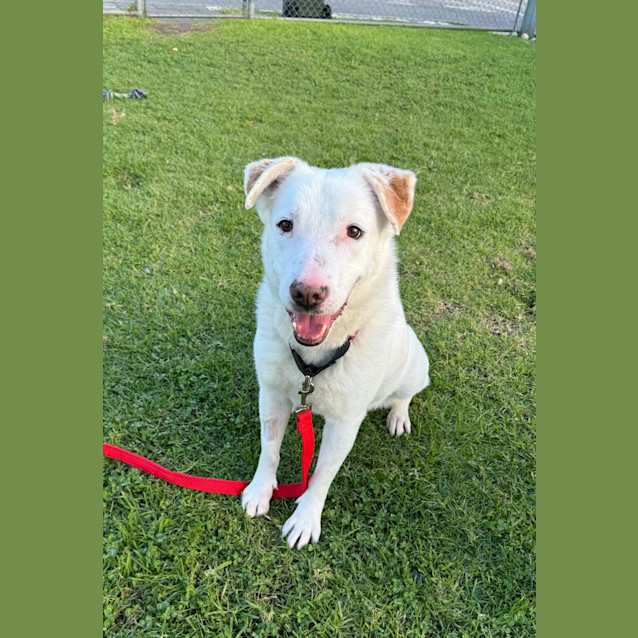 Photo of Lucky