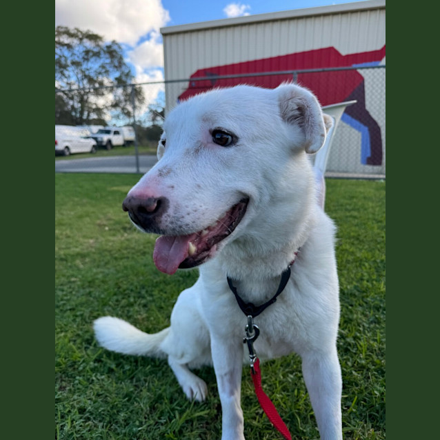 Photo of Lucky