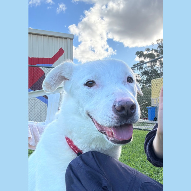 Photo of Lucky