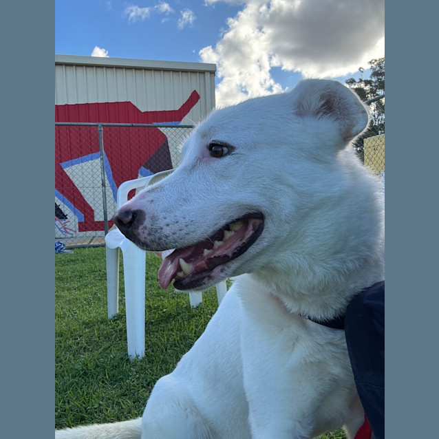 Photo of Lucky