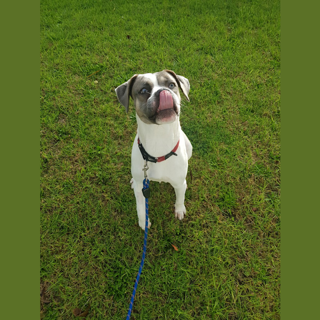 Photo of Sage
