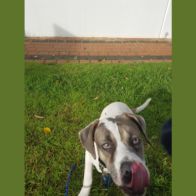 Photo of Sage