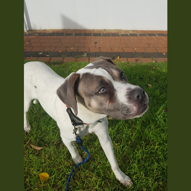 Photo of Sage