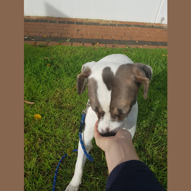 Photo of Sage