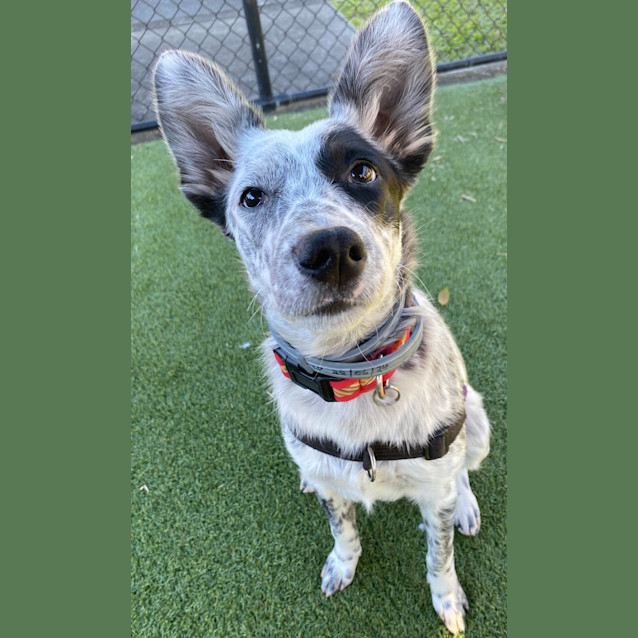 Photo of Tilly