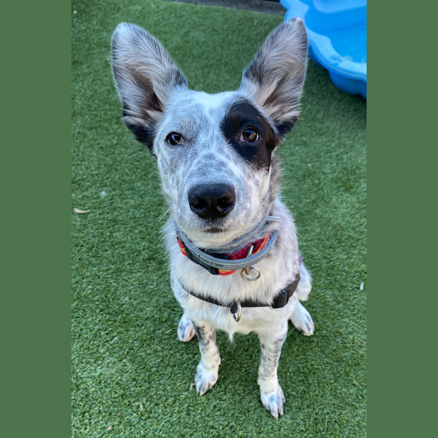 Photo of Tilly
