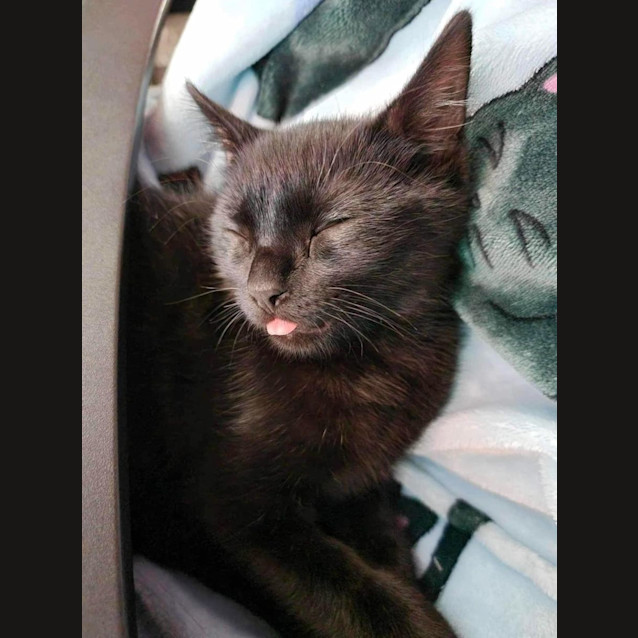 Photo of Fantastic Fudge