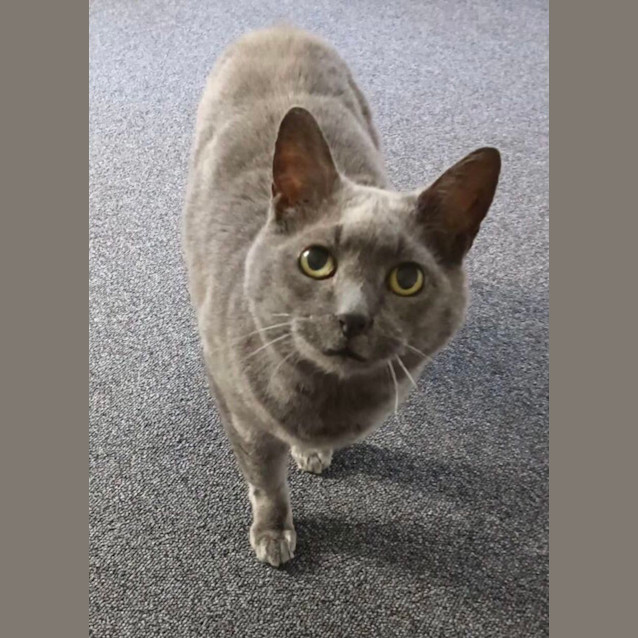 Photo of Puss Puss