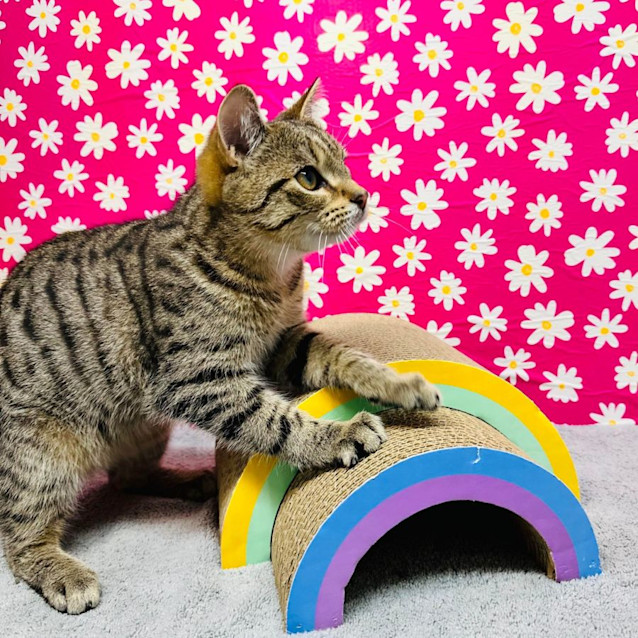 Photo of Tiger   Located In Preston