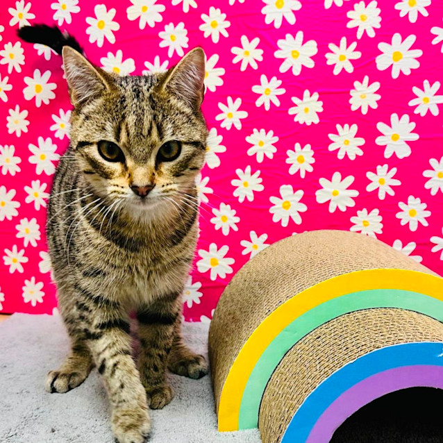 Photo of Tiger   Located In Preston