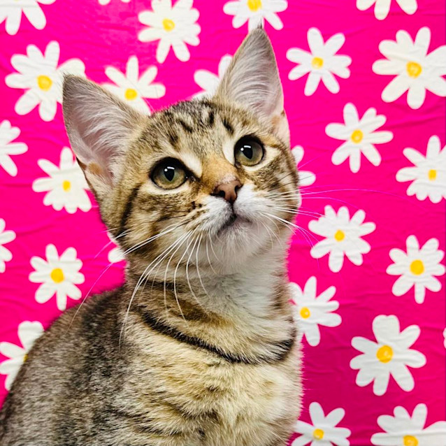 Photo of Babka  Located In Preston