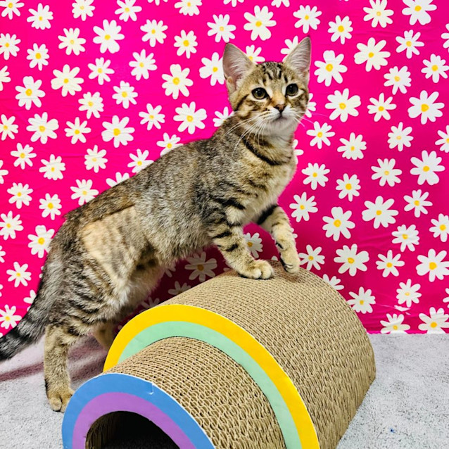 Photo of Babka  Located In Preston