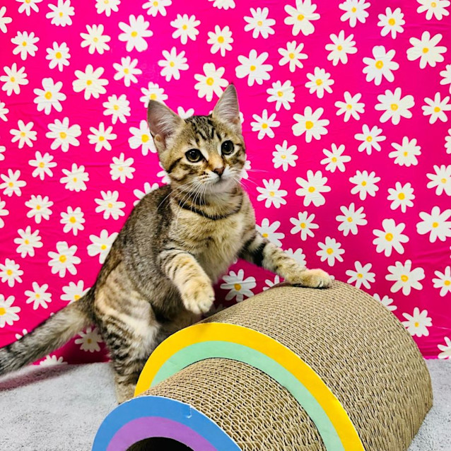 Photo of Babka  Located In Preston