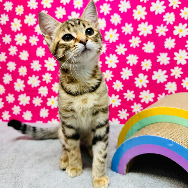 Photo of Babka  Located In Preston