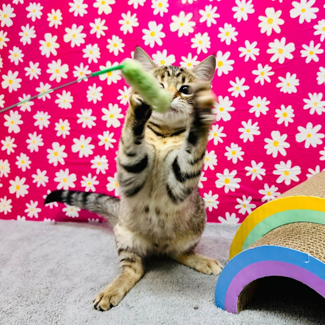 Photo of Babka  Located In Preston