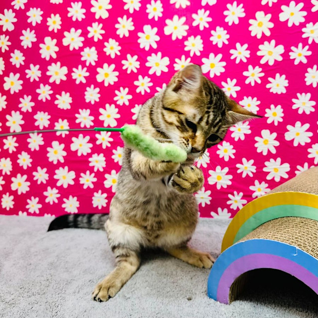 Photo of Babka  Located In Preston