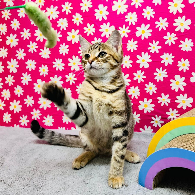 Photo of Babka  Located In Preston