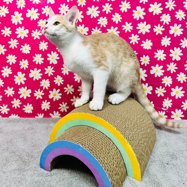 Photo of Caramel   Located In Preston