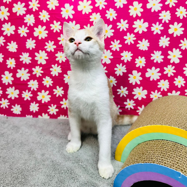 Photo of Caramel   Located In Preston