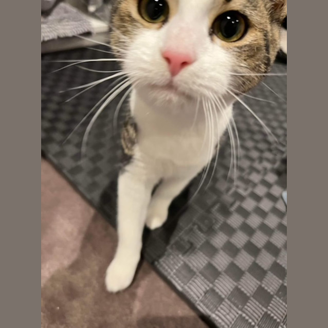 Photo of Minnow