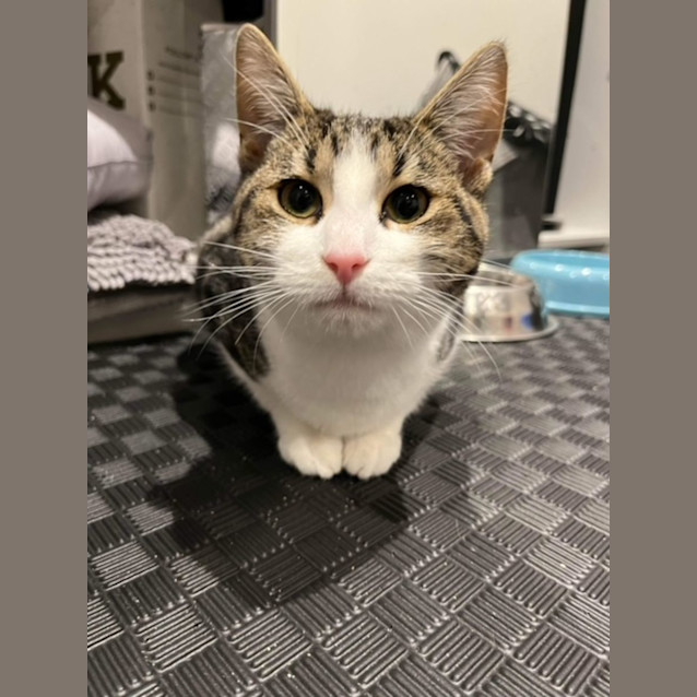 Photo of Minnow