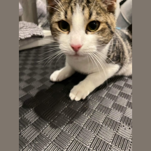 Photo of Minnow