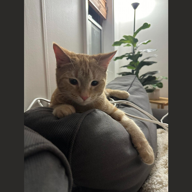 Photo of Macaulay (Joshua)