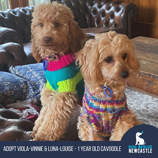 Photo of Viola Vinnie & Luna Louise   1 Yr Cavoodles (Hold)