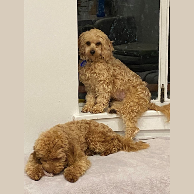 Photo of Viola Vinnie & Luna Louise   1 Yr Cavoodles (Hold)