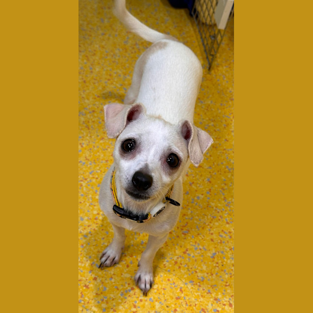 Photo of Snowy