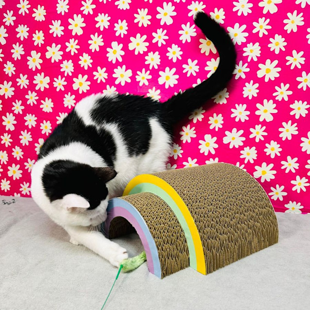 Photo of Portia   Located In Northcote