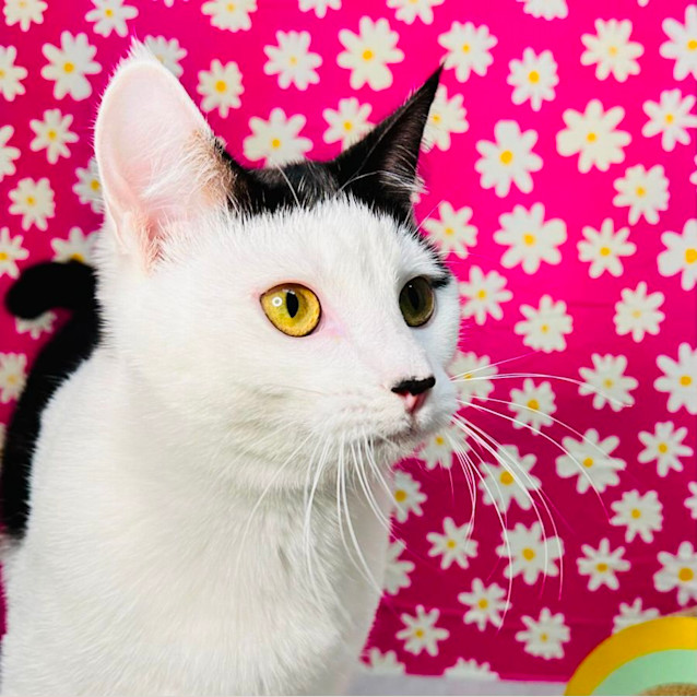 Photo of Portia   Located In Northcote