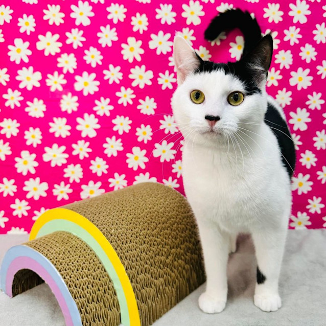 Photo of Portia   Located In Northcote