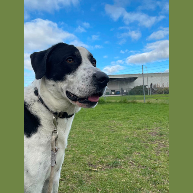 Photo of Baxter   56183